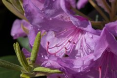 Lars L - Makro Rhododendron