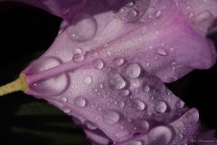 Lars L - Macro Rhododendron