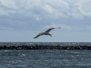 Jeanette N IMG_0469-1