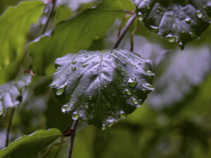 Jeanette N IMG_9878-Enhanced-NR-2-1-2