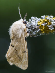 Lars Linnemann; Fotoklubben 4700
