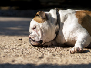 Mick Johansen; Fotoklubben 4700