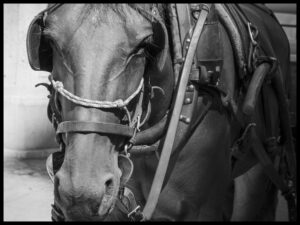 Torben Jensen; Fotoklubben 4700