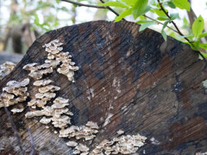 Lars B - Stub med svampe