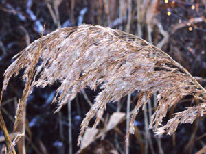 Tine P - Siv i frost klar til print