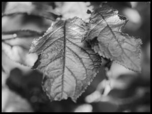 Torben udstilling 3 30 x 40